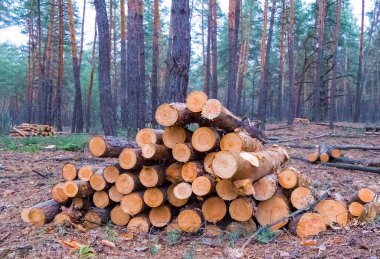 heap of pine tree trunk on the forest glade, forest deforestation outdoor scene