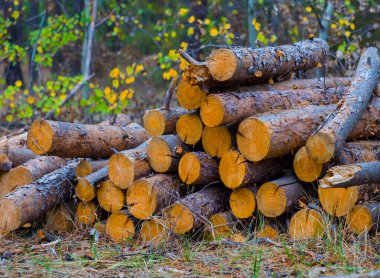 heap of pine tree trunk on the forest glade, forest deforestation outdoor scene