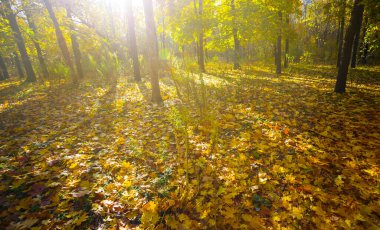 Sonbahar ormanı, parlak güneş ışığında kırmızı kuru yapraklarla kaplıdır.