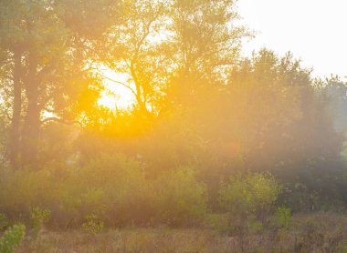 Sonbahar ormanı, parlak güneş ışığında kırmızı kuru yapraklarla kaplıdır.