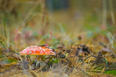 closeup  red flyagaric mushroom on the autumn forest glade