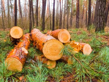 heap of pine tree trunk on the forest glade, forest deforestation outdoor scene