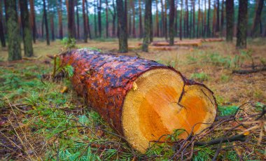 heap of pine tree trunk on the forest glade, forest deforestation outdoor scene