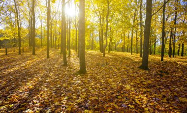 Sonbahar ormanı, parlak güneş ışığında kırmızı kuru yapraklarla kaplıdır.