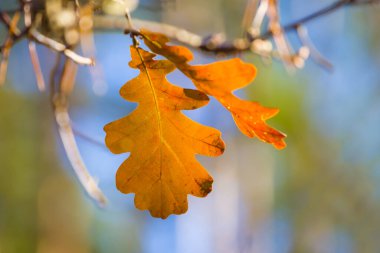 sonbahar ormanında closeup kırmızı kuru meşe ağacı dalı