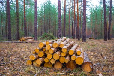 heap of pine tree trunk on the forest glade, forest deforestation outdoor scene