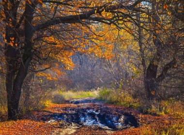 ground road with water puddle among forest glade covered by red dry leaves