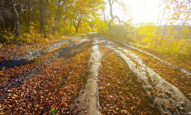 ground road among forest glade covered by red dry leaves,  beautiful autumn  forest scene
