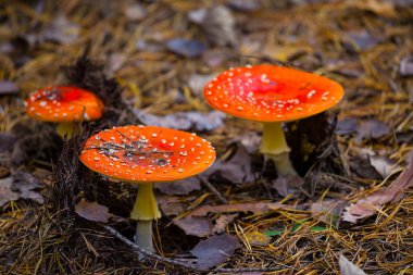 closeup heap of red flyagaric mushroom on the autumn forest glade