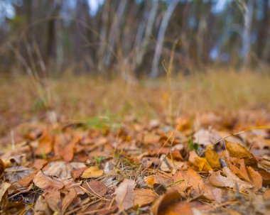 beautiful autumn forest glade covered by red dry leaves, seasonal natural landscape