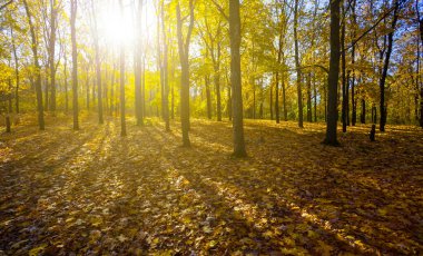 Sonbahar ormanı, parlak güneş ışığında kırmızı kuru yapraklarla kaplıdır.