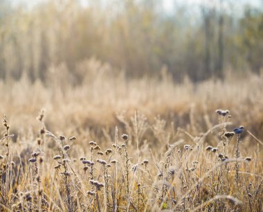 Kuru bitkilerle kaplanmış doğal arka planlı bir çayır.