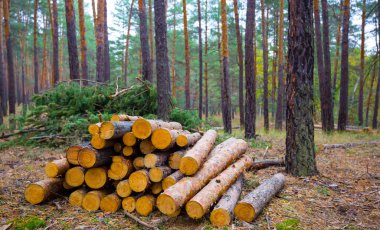 heap of pine tree trunk on the forest glade, forest deforestation outdoor scene