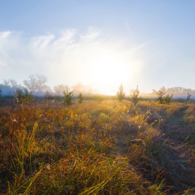 Kuru sonbahar çayırlarında, mavi sisli gündoğumunda.