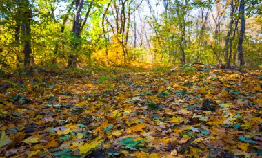 beautiful autumn forest glade covered by red dry leaves, seasonal natural landscape
