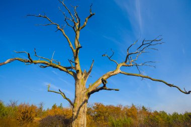 Mavi gökyüzü arkaplanındaki kuru ağacı kapat