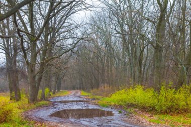 Çamurda yol, orman içinde su birikintisi.