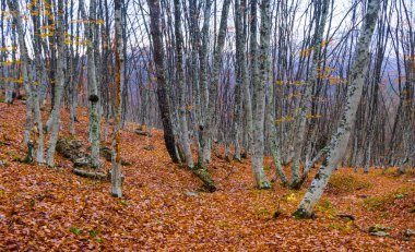 Puslu sonbahar ormanı yamaçtaki kırmızı kuru yapraklarla kaplı.