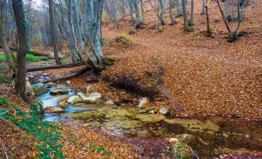 Küçük zümrüt nehri dağ kanyonundan akar kırmızı kuru yapraklarla kaplıdır, sonbahar nehri manzarası