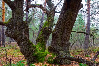 Sakin sonbahar ormanları kırmızı kuru yapraklarla kaplıdır.