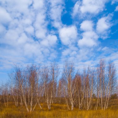 Mavi gökyüzünün altındaki çayırların arasında huş ağacı koruluğu, açık hava manzarası aydınlık sonbahar gününde