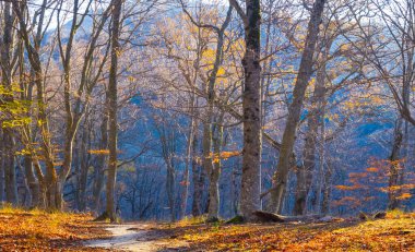 Puslu sonbahar ormanı yamaçtaki kırmızı kuru yapraklarla kaplı.