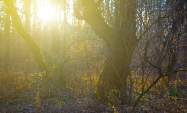 Sonbahar ormanı, parlak güneş ışığında kırmızı kuru yapraklarla kaplıdır.