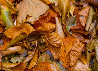 Kapalı kırmızı kuru yapraklar, güzel mevsimlik doğal arka plan