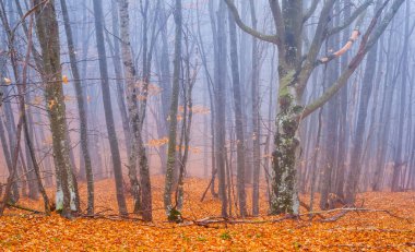 Puslu sonbahar ormanı yamaçtaki kırmızı kuru yapraklarla kaplı.