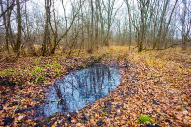 Sonbahar ormanında kırmızı kuru yapraklarla kaplı çamurla dolu bir su birikintisi.