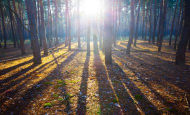 Sonbahar ormanı, parlak güneş ışığında kırmızı kuru yapraklarla kaplıdır.