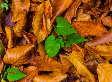 Kapalı kırmızı kuru yapraklar, güzel mevsimlik doğal arka plan