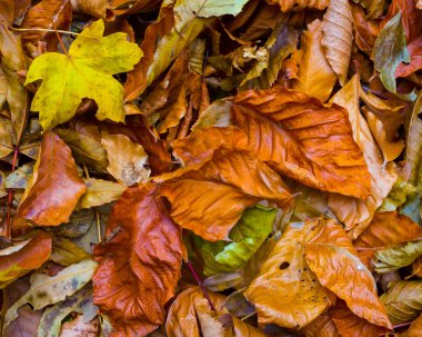 Kapalı kırmızı kuru yapraklar, güzel mevsimlik doğal arka plan