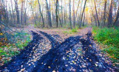 Toprak yolu ormandaki kırmızı kuru yapraklarla kaplıydı.