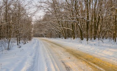 Karlı bir ormanda yol.