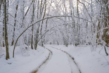 Kış ormanları arasında karla kaplı kırsal yol