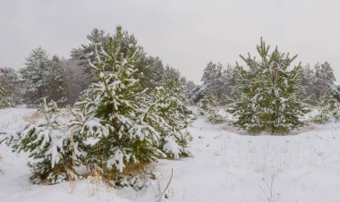 Köknar ağacı ormanı, açık kış gününde mavi bulutlu gökyüzünün altında karla kaplı.