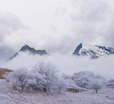 Mavi bulutlu gökyüzünün altında, kış vadisinin arasında karlı bir orman.