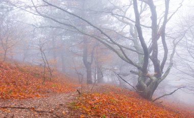 Sonbahar kayın ormanları yoğun siste kırmızı kuru yapraklarla kaplıdır.
