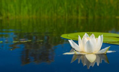 Kapalı bir gölde süzülen beyaz su zambakları, açık deniz çiçekleri sahnesi