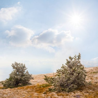 Pırıl pırıl güneşin altında, dağ yamacında donmuş köknar ağacı ormanı