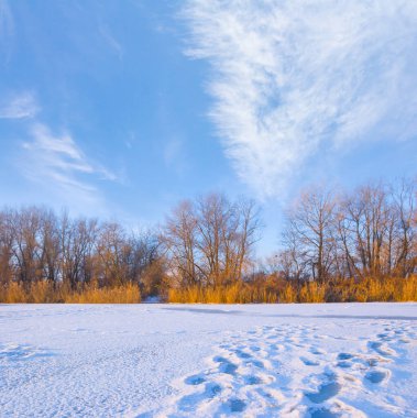 Donmuş nehir kıyılarında ormanla aydınlık kış gününde
