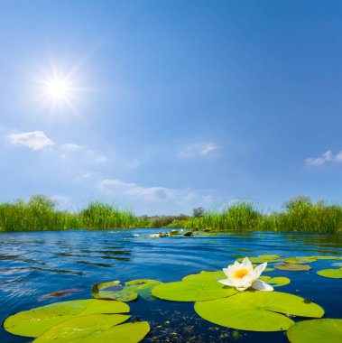 Kapalı beyaz su zambağı güneşli bir yaz gününde suyun üzerinde yüzer.