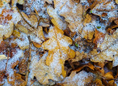 Yakın plan donmuş kuru meşe yaprakları, güzel mevsimlik doğal arka plan
