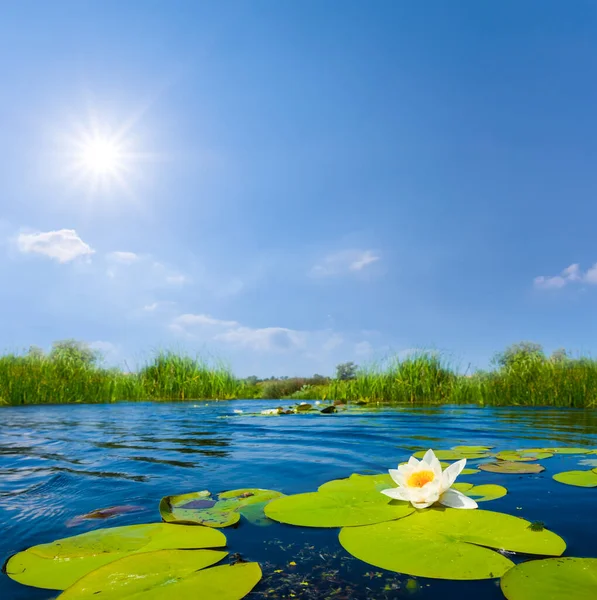 Kapalı beyaz su zambağı güneşli bir yaz gününde suyun üzerinde yüzer.