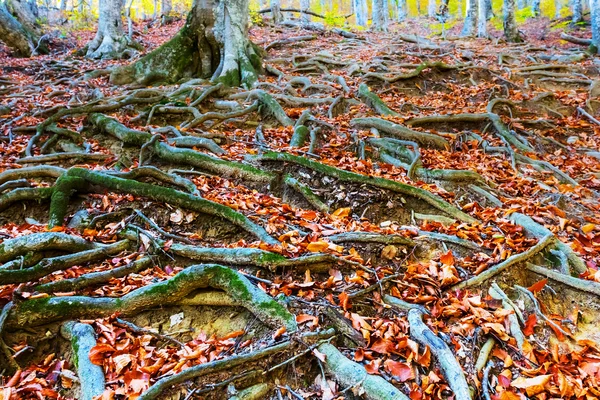 Primer plano raíces de árboles bosque de otoño — Foto de Stock