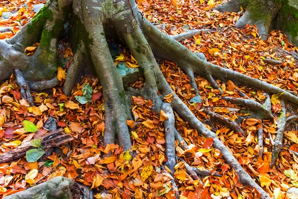 特写秋天一棵树 — 图库照片