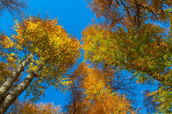 Jesień las drzewo varicoloured — Zdjęcie stockowe