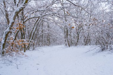 Kış ormanları arasında karla kaplı kırsal yol