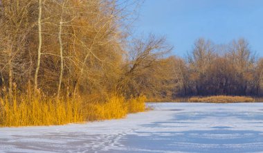 Donmuş nehir kıyılarında ormanla aydınlık kış gününde